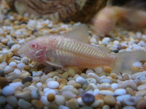races poissons eau douce