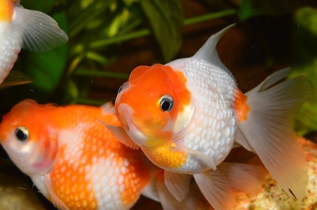 races poissons eau douce