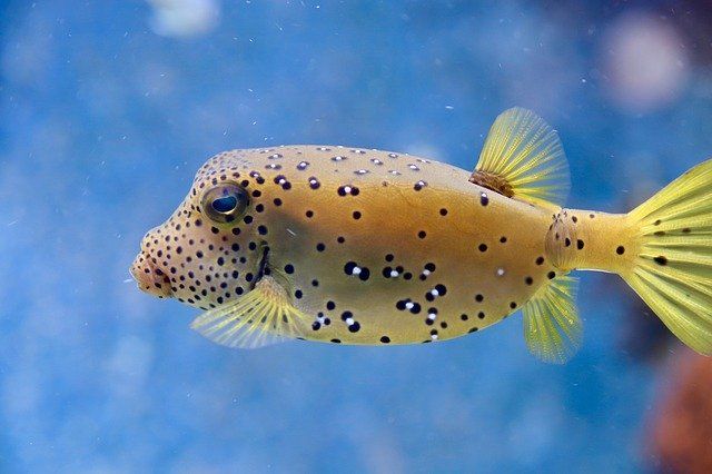 races poissons eau douce