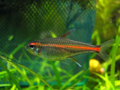 races poissons eau douce