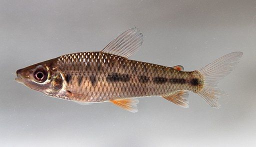 races poissons eau douce