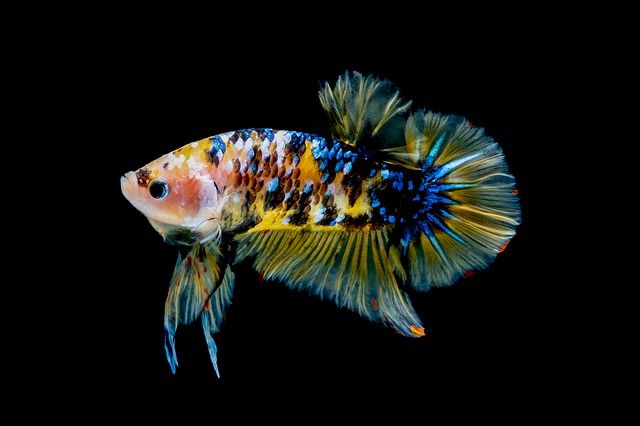 races poissons eau douce