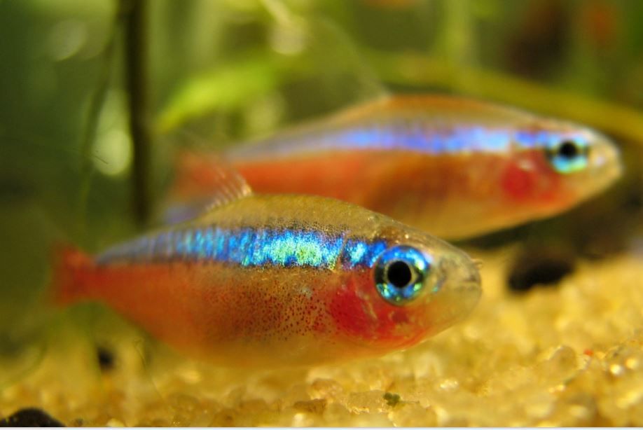races poissons eau douce