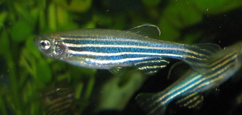 races poissons eau douce