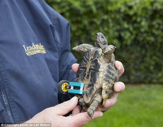 tortue sans jambe prothèse lego
