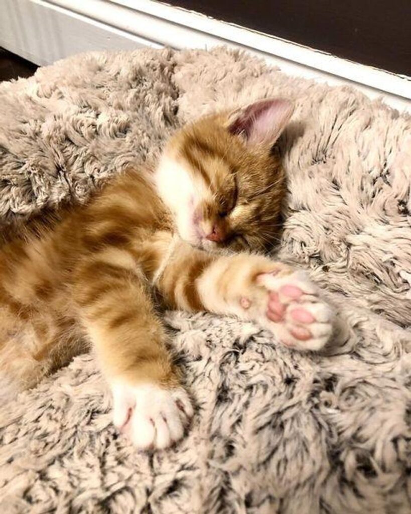 chaton soins câlins