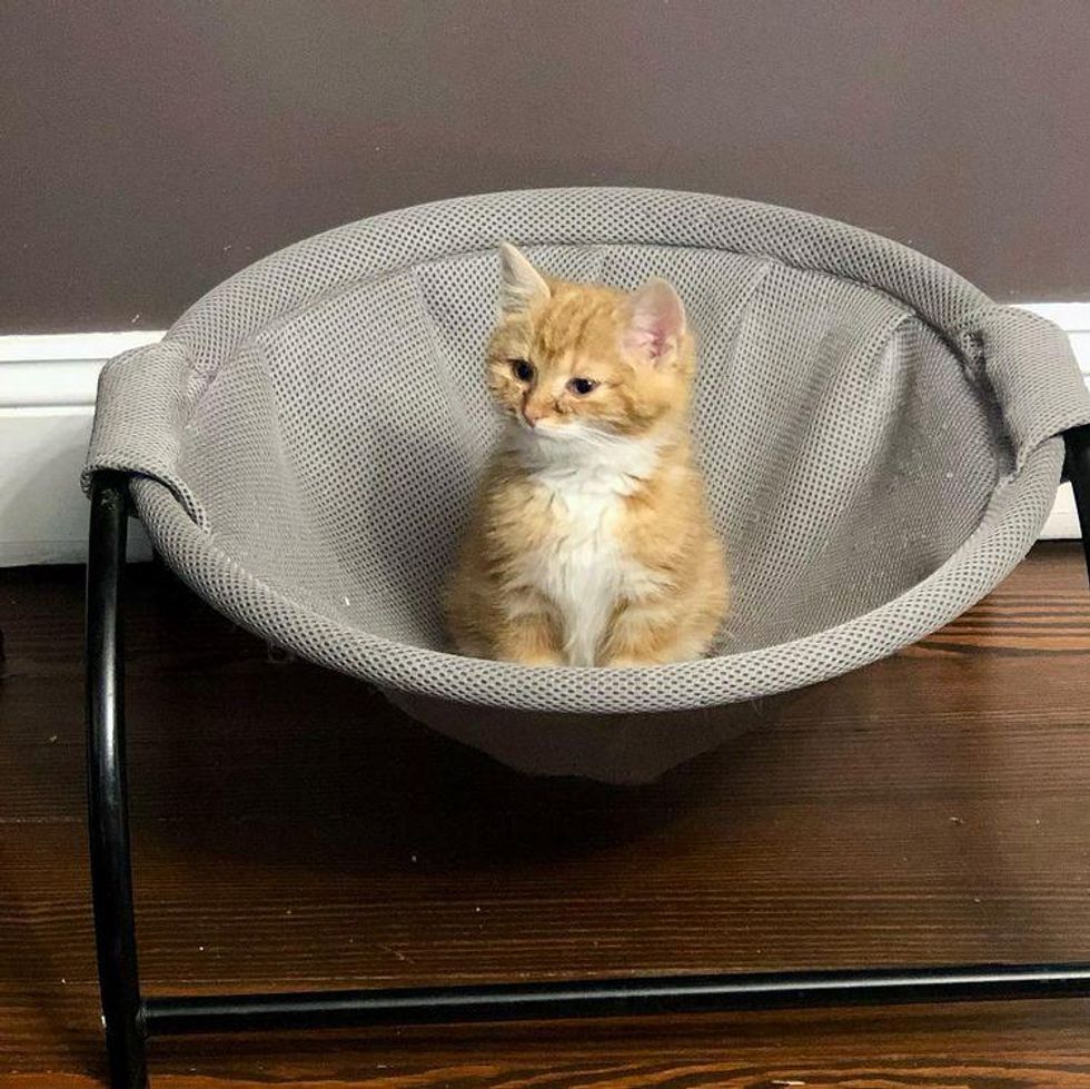chaton soins câlins