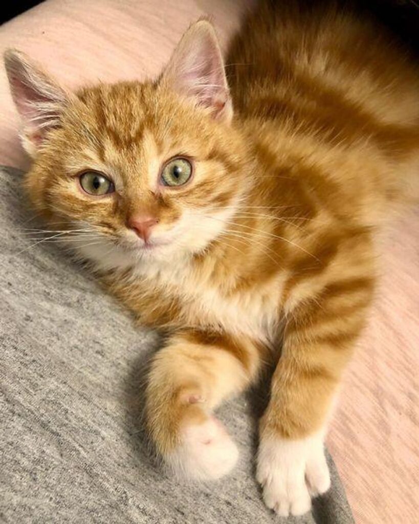 chaton soins câlins