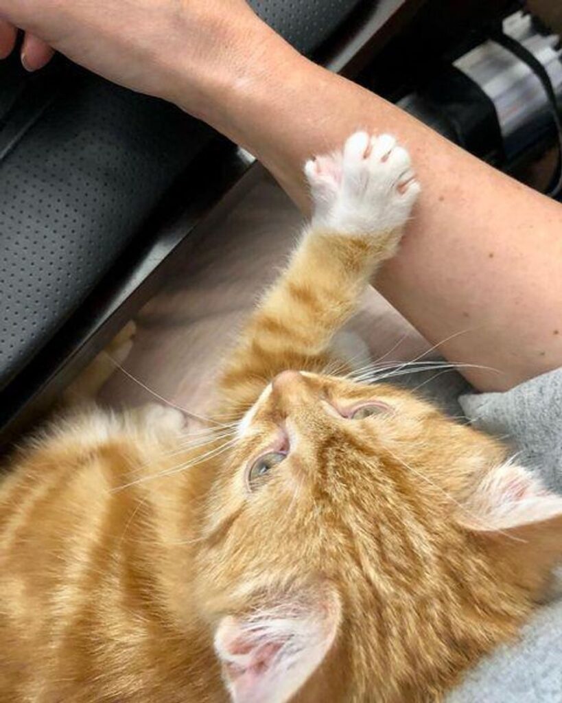 chaton soins câlins