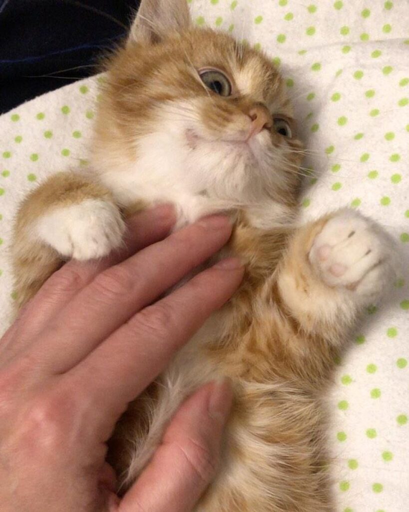 chaton soins câlins