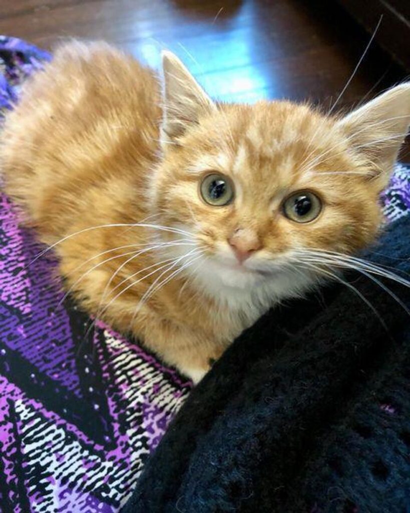 chaton soins câlins