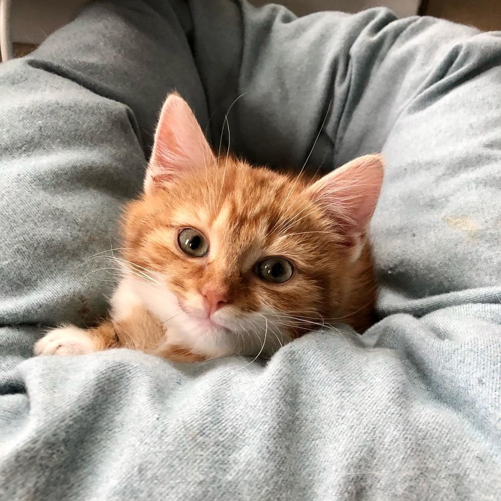 chaton soins câlins