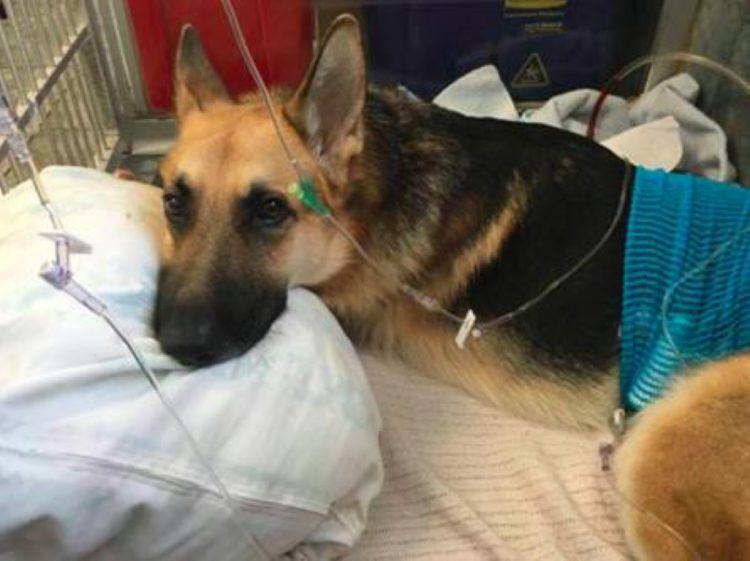 Action héroïque d'un chiot pour sauver une fille d'un serpent à sonnette
