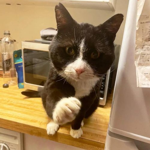 Chaton déterminé jamais mettre patte rue, s'accroche homme gentil