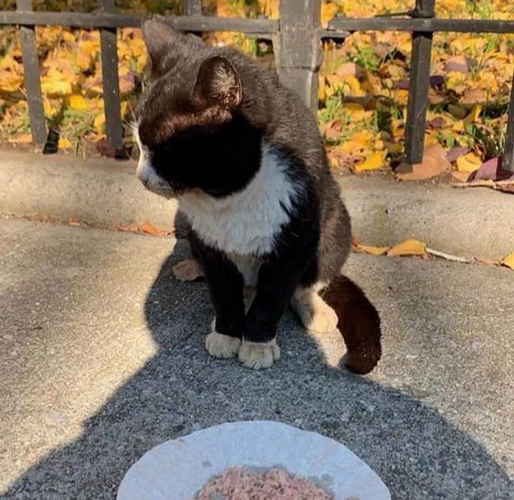 Chaton déterminé jamais mettre patte rue, s'accroche homme gentil
