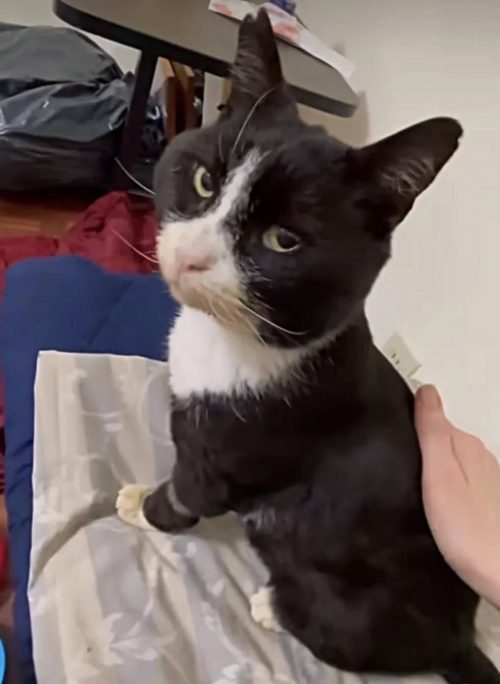 Chaton déterminé jamais mettre patte rue, s'accroche homme gentil