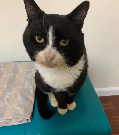 Chaton déterminé jamais mettre patte rue, s'accroche homme gentil