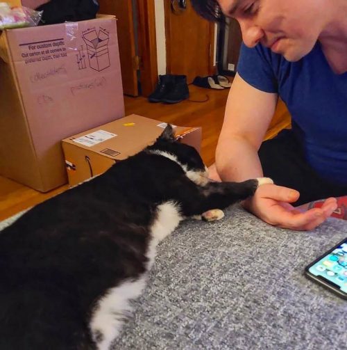 Chaton déterminé jamais mettre patte rue, s'accroche homme gentil