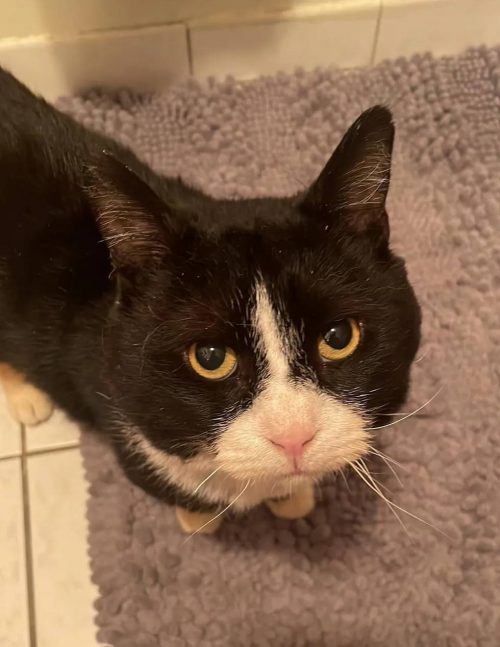 Chaton déterminé jamais mettre patte rue, s'accroche homme gentil