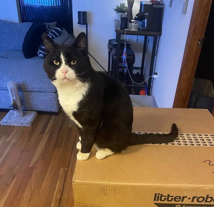 Chaton déterminé jamais mettre patte rue, s'accroche homme gentil