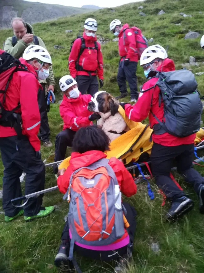 Saint-Bernard descendre montagne propre équipe secours