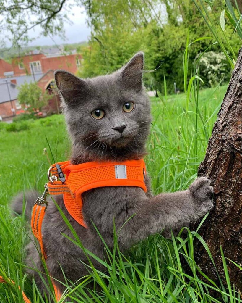 chat aventureux rejoint propriétaire balades vélo s'assied épaules