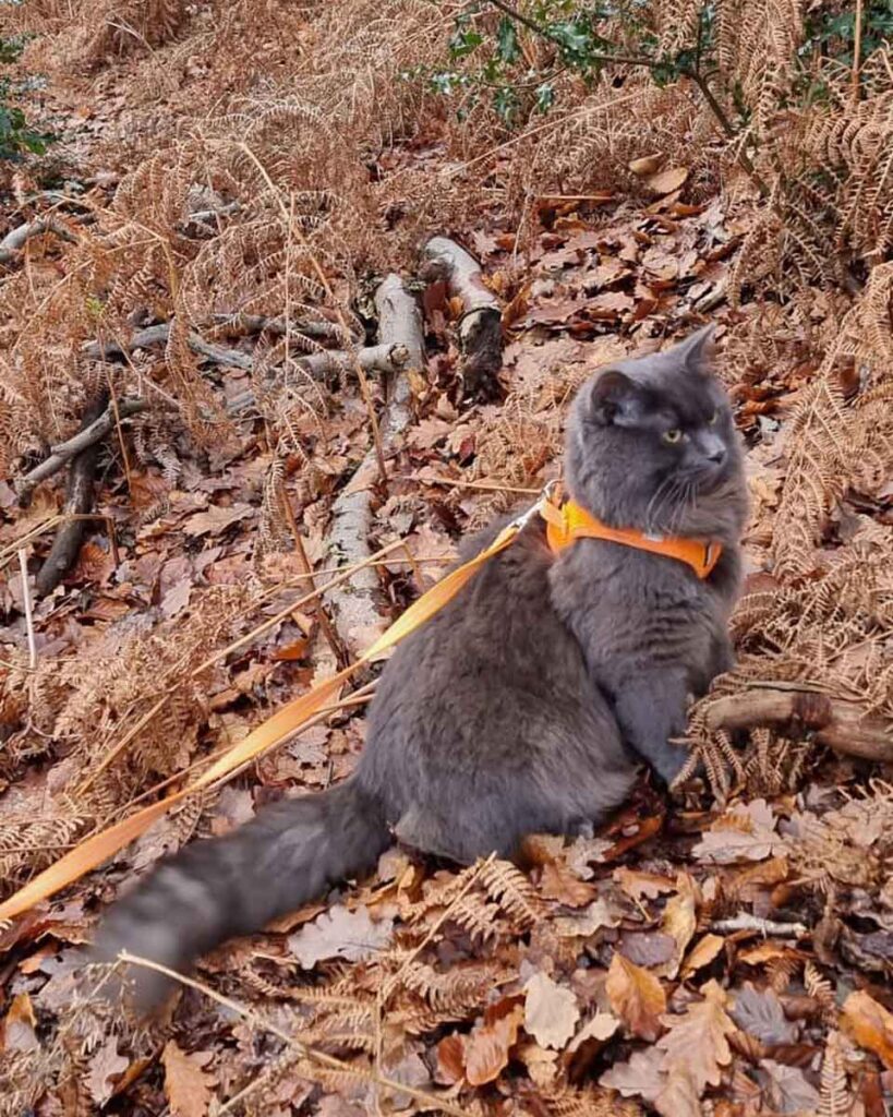 chat aventureux rejoint propriétaire balades vélo s'assied épaules