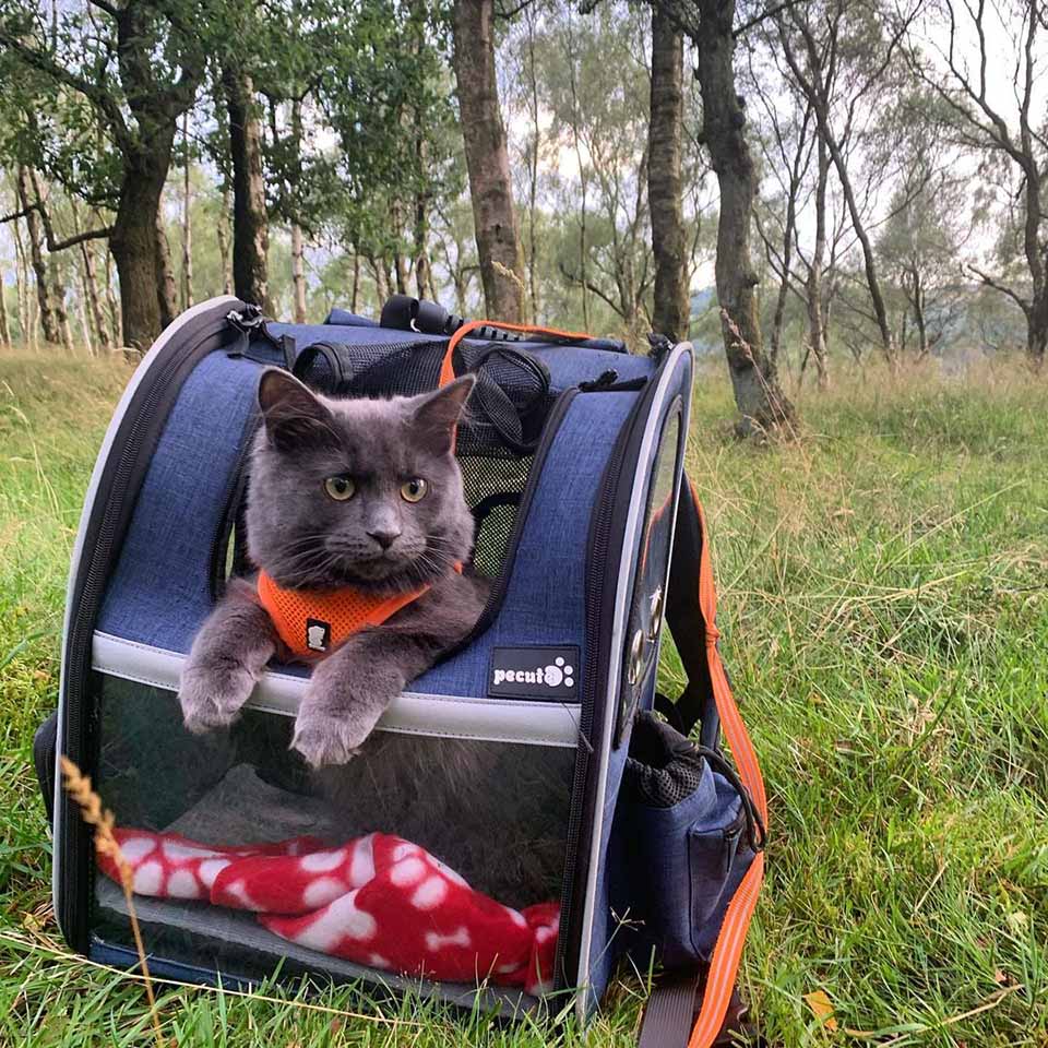 chat aventureux rejoint propriétaire balades vélo s'assied épaules