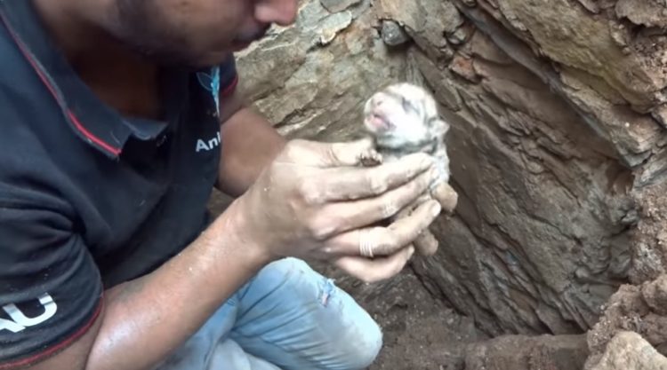 chienne n'arrête pas creuser atteindre bébés enterrés