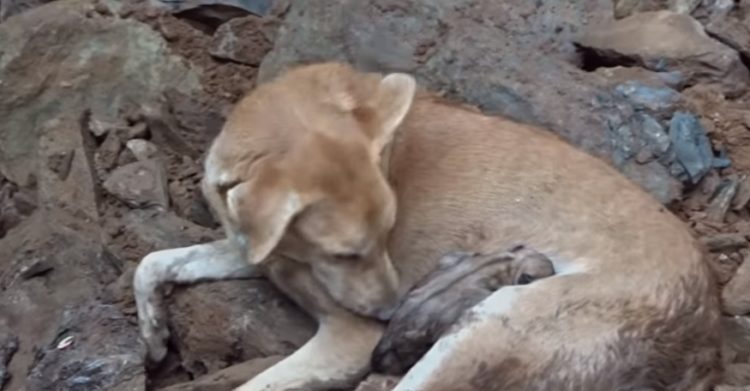 chienne n'arrête pas creuser atteindre bébés enterrés