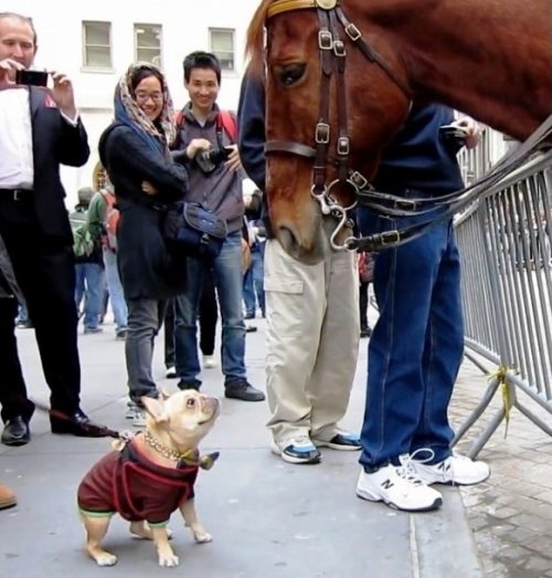 chiot s'approche énorme cheval police le supplie jouer lui