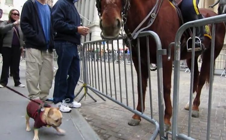 chiot s'approche énorme cheval police le supplie jouer lui