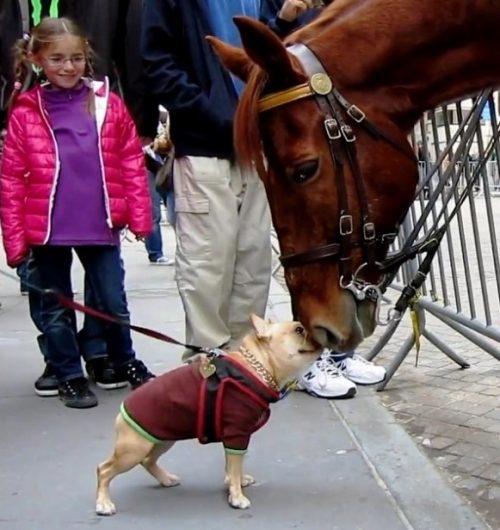 chiot s'approche énorme cheval police le supplie jouer lui
