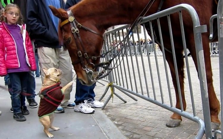 chiot s'approche énorme cheval police le supplie jouer lui