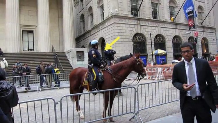 chiot s'approche énorme cheval police le supplie jouer lui