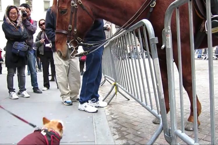 chiot s'approche énorme cheval police le supplie jouer lui