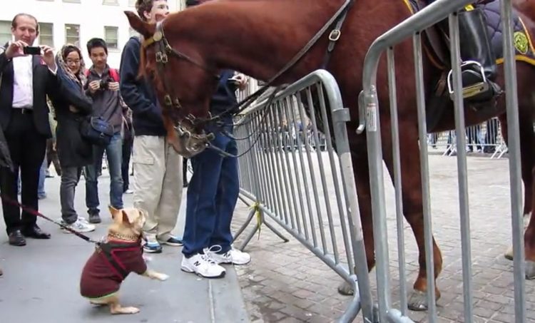 chiot s'approche énorme cheval police le supplie jouer lui