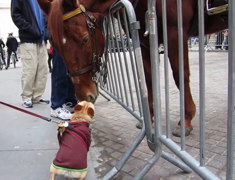 chiot s'approche énorme cheval police le supplie jouer lui