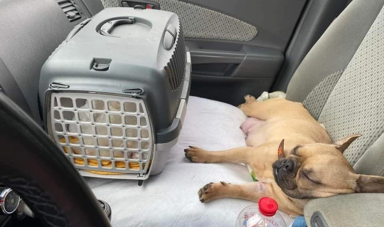 femme conduit quatre jours avec 20 chiens entassés voiture fuir l'Ukraine