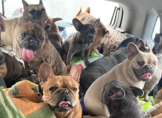 femme conduit quatre jours avec 20 chiens entassés voiture fuir l'Ukraine