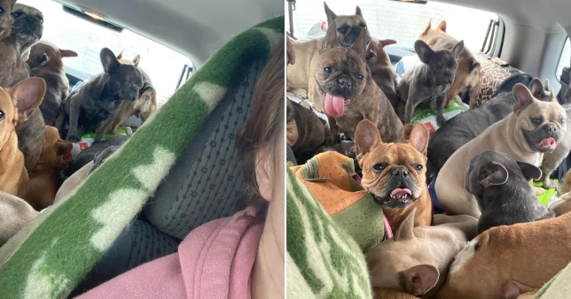 femme conduit quatre jours avec 20 chiens entassés voiture fuir l'Ukraine