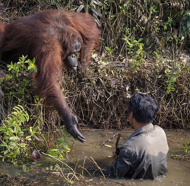orang-outan tend main lhomme rivière