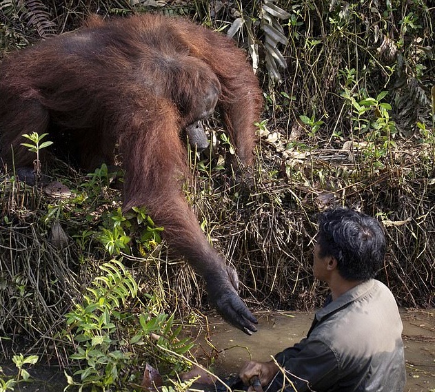 orang-outan tend main lhomme rivière
