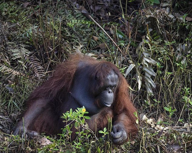 orang-outan tend main lhomme rivière