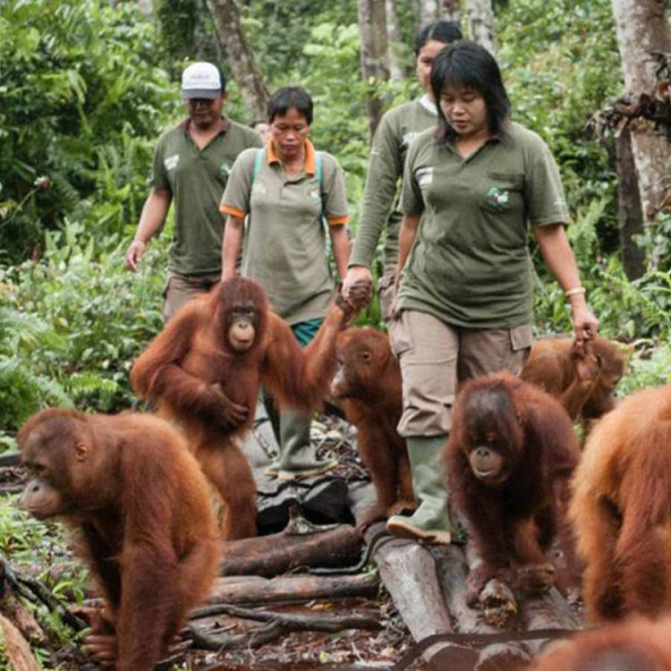 orang-outan tend main lhomme rivière