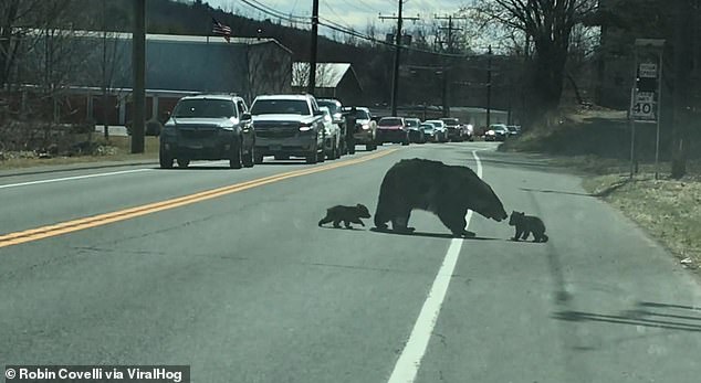 police circulation mère ourse parvienne contrôler oursons