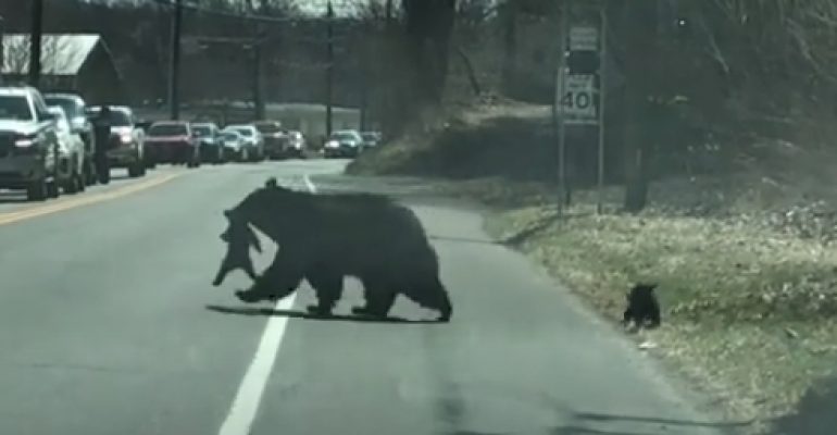 police circulation mère ourse parvienne contrôler oursons