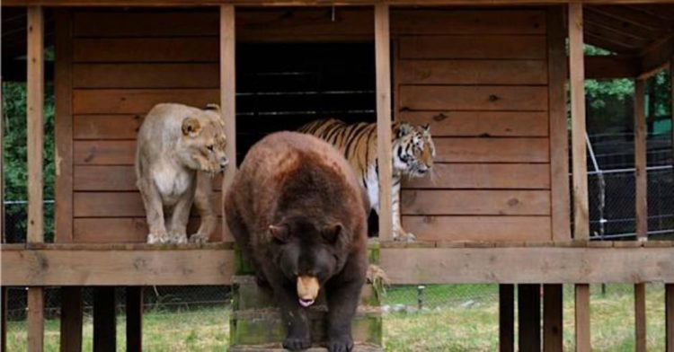sauvetage ours tigre lion bébés maintenant meilleurs amis