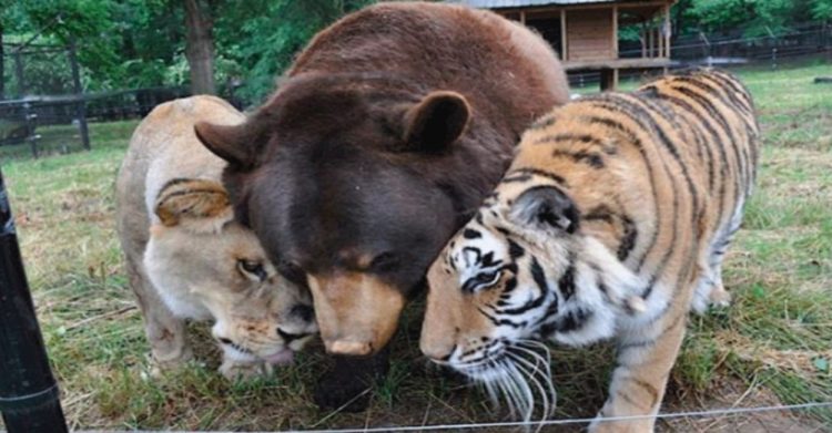 sauvetage ours tigre lion bébés maintenant meilleurs amis