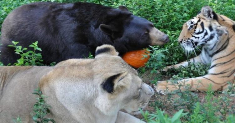 sauvetage ours tigre lion bébés maintenant meilleurs amis